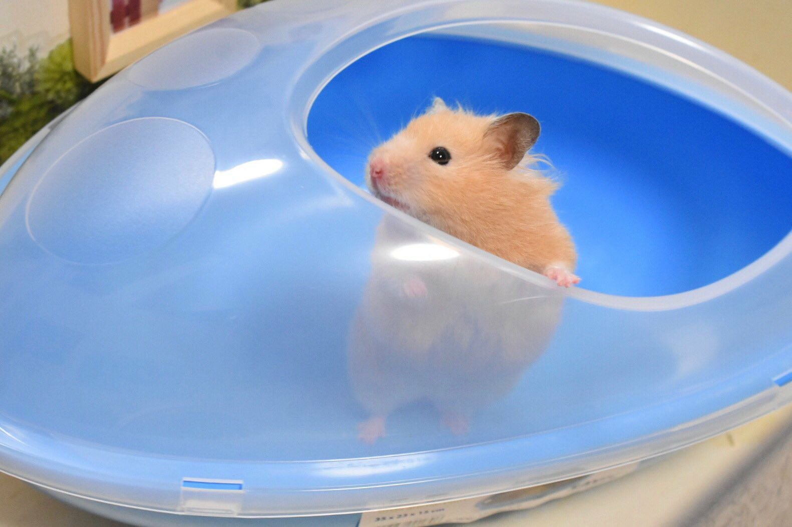 SAVIC 小動物用品｜フェレット・うさぎ用大型ケージ・アクセサリー