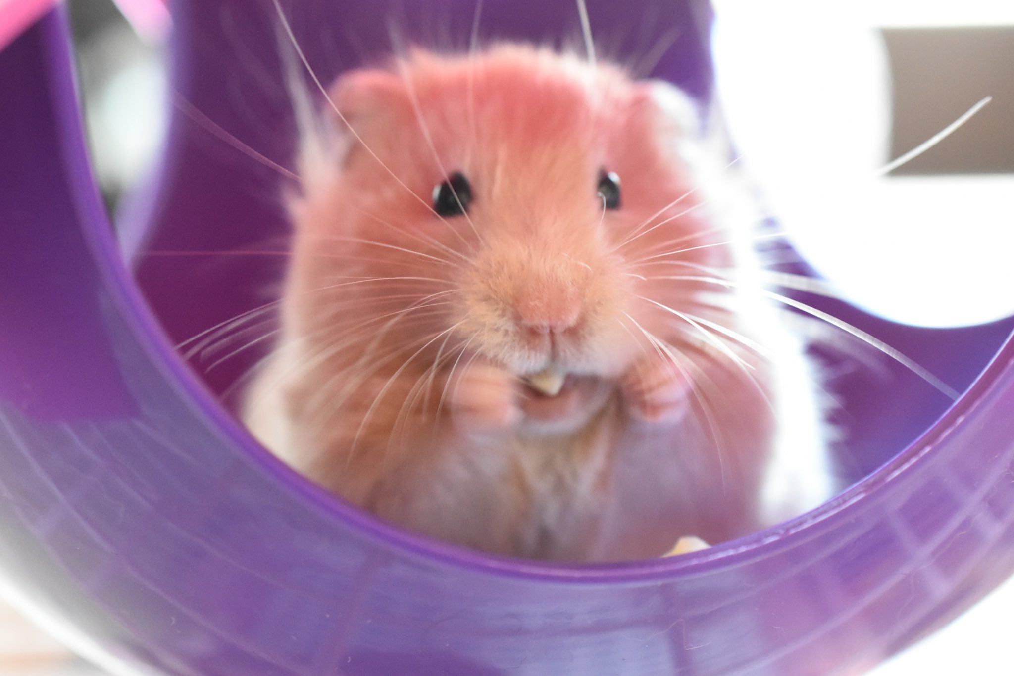 小動物用 おもちゃ SAVIC ベルギーサヴィッチ ハムスターハンモック
