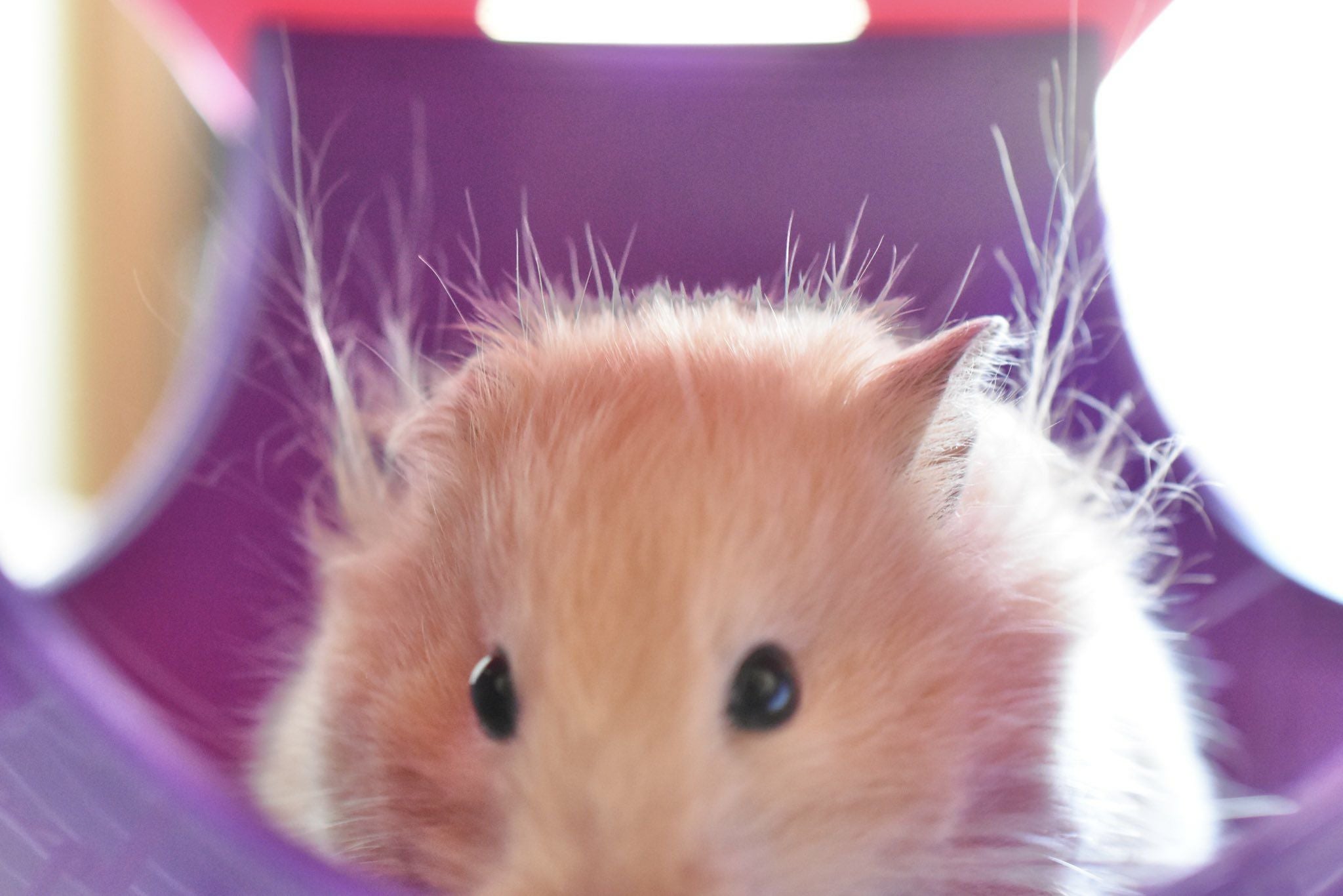 小動物用 おもちゃ SAVIC ベルギーサヴィッチ ハムスターハンモック