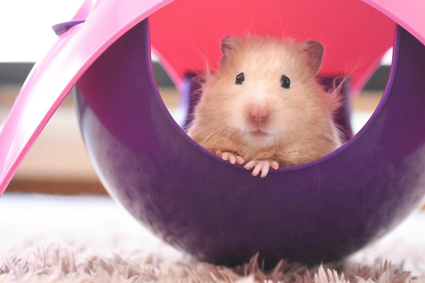 小動物用 おもちゃ SAVIC ベルギーサヴィッチ ハムスターハンモック