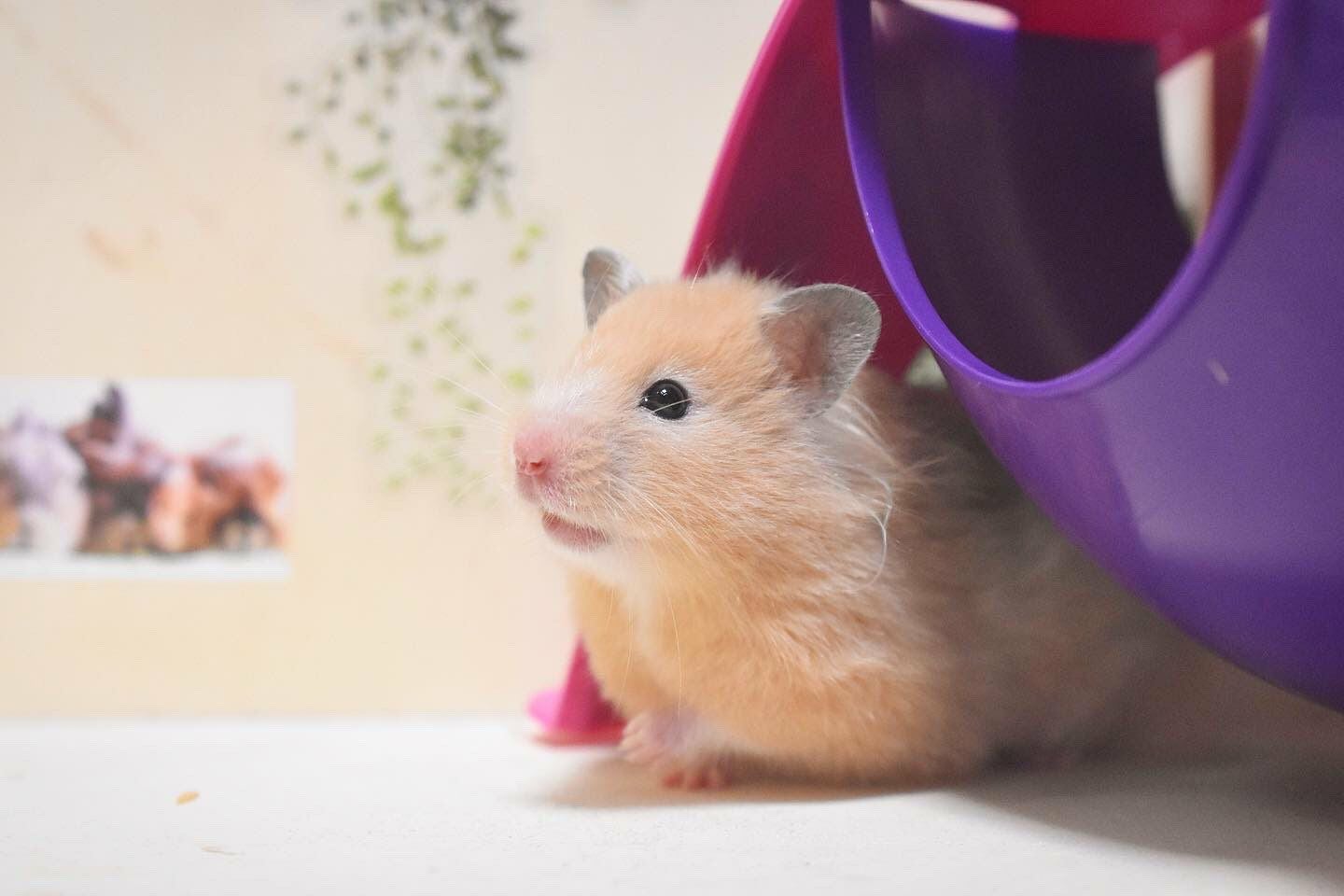 小動物用 おもちゃ SAVIC ベルギーサヴィッチ ハムスターハンモック