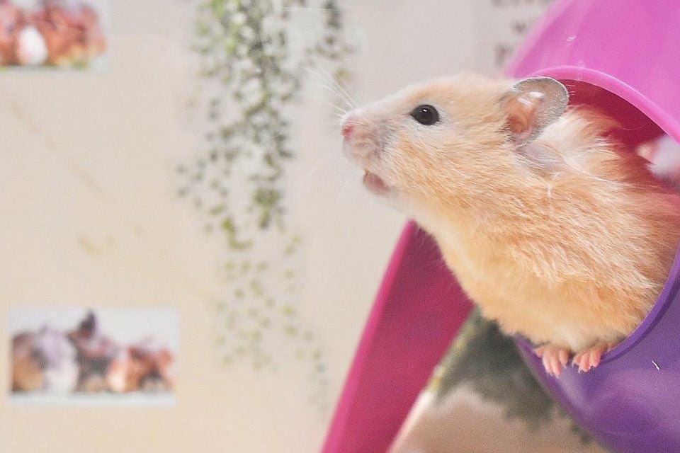 小動物用 おもちゃ SAVIC ベルギーサヴィッチ ハムスターハンモック