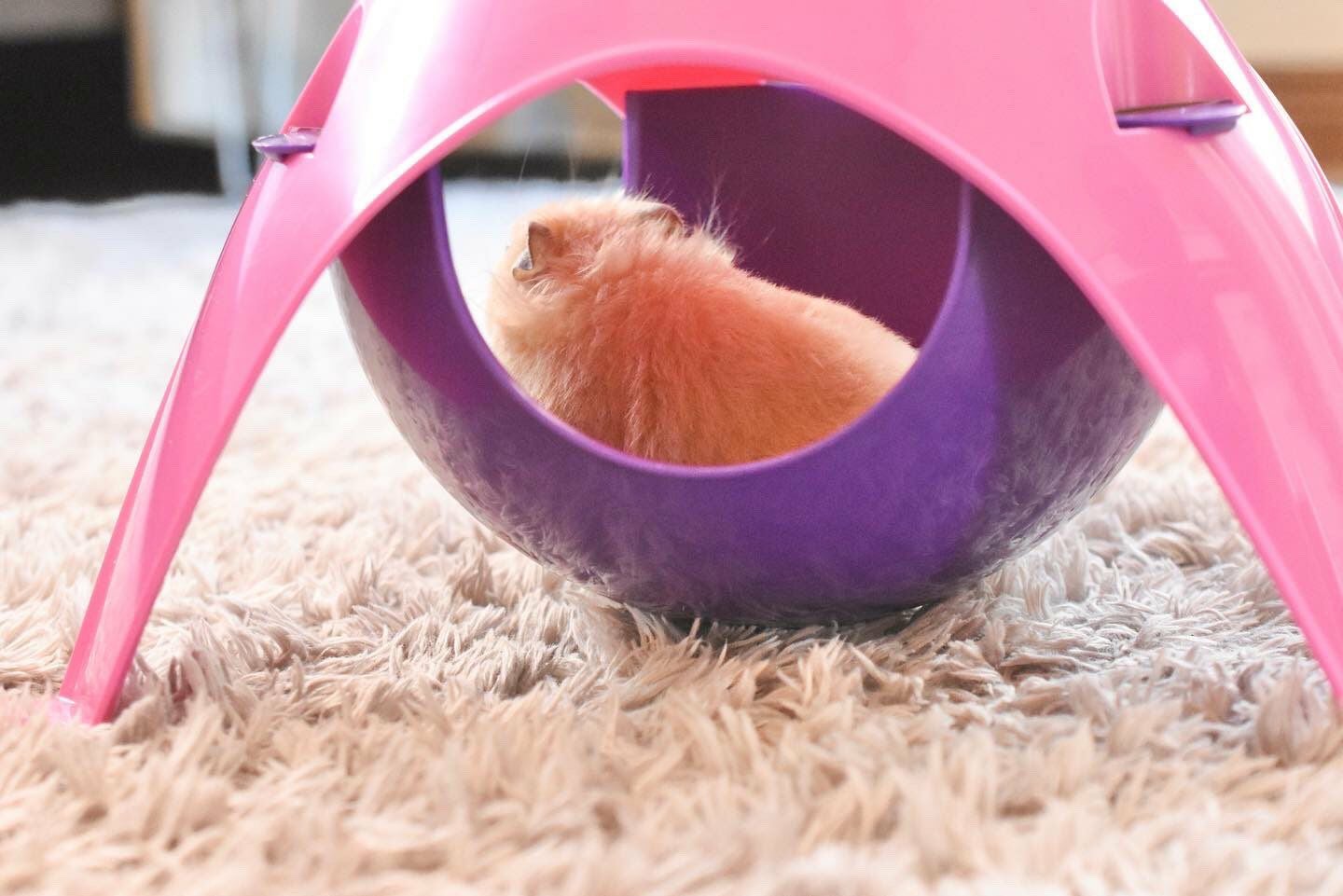 小動物用 おもちゃ SAVIC ベルギーサヴィッチ ハムスターハンモック