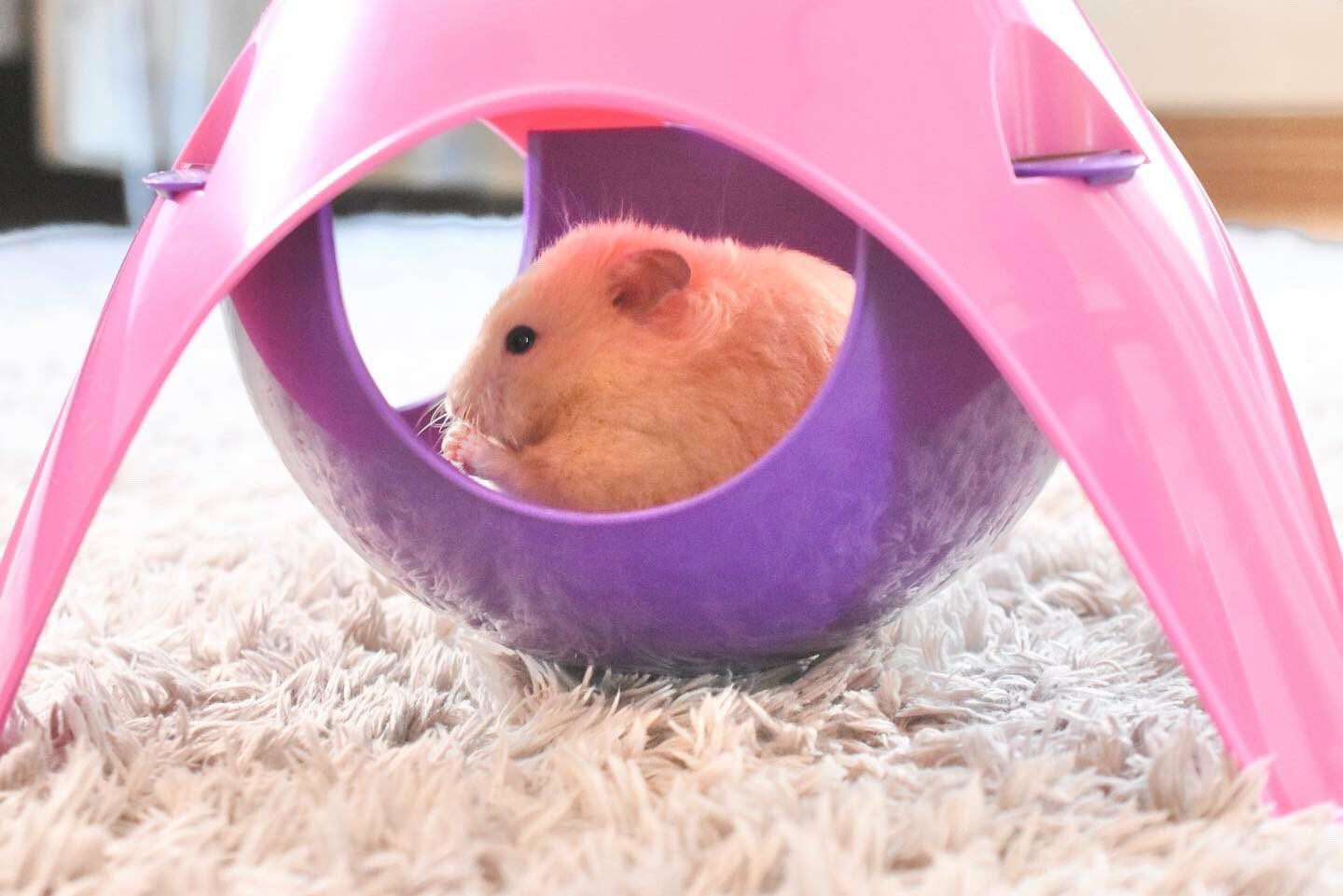 小動物用 おもちゃ SAVIC ベルギーサヴィッチ ハムスターハンモック