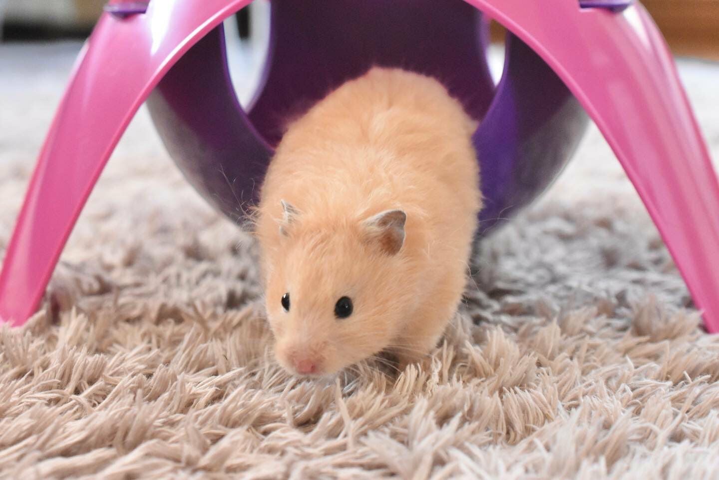 小動物用 おもちゃ SAVIC ベルギーサヴィッチ ハムスターハンモック