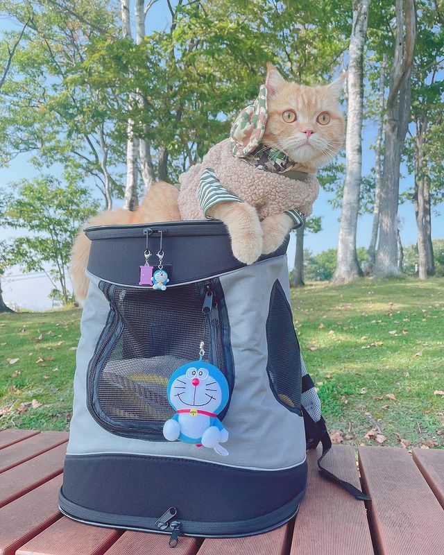 犬用 キャリーバッグ TRIXIE トリクシー リュックキャリー リュック