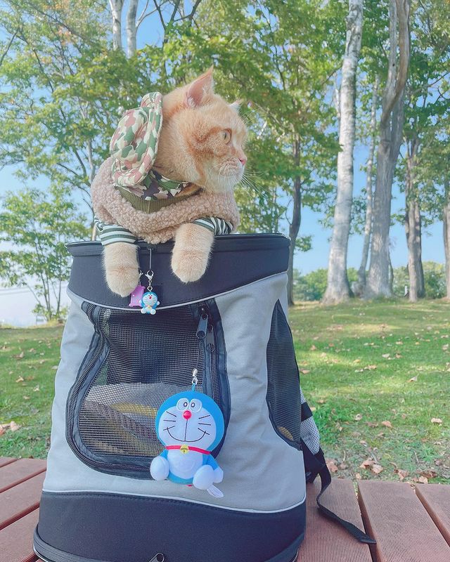Ø*様 Duffy 犬用 キャリーバッグ リュック 犬用 キャリーバッグ TRIXIE トリクシー リュックキャリー リュック