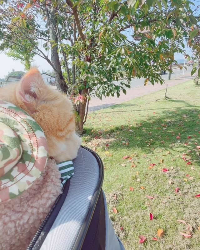 犬用 キャリーバッグ TRIXIE トリクシー リュックキャリー リュック