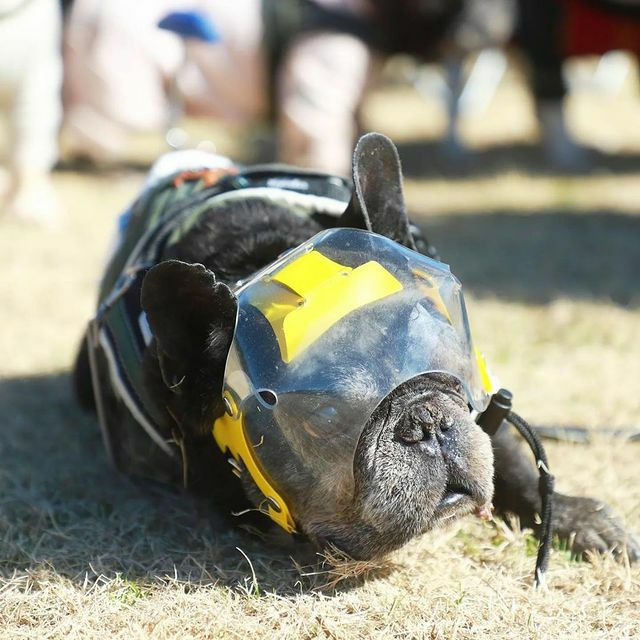 犬用エリザベスカラー オプティバイザー ショートノーズ 鼻ぺちゃ