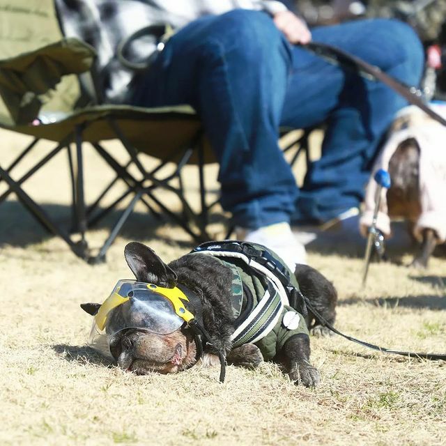 犬用エリザベスカラー オプティバイザー ショートノーズ 鼻ぺちゃ