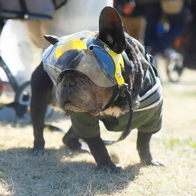 犬用エリザベスカラー オプティバイザー ショートノーズ 鼻ぺちゃ