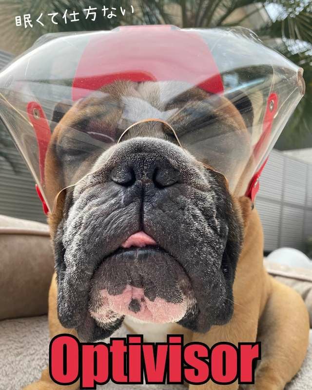 犬用エリザベスカラー オプティバイザー ショートノーズ 鼻ぺちゃ