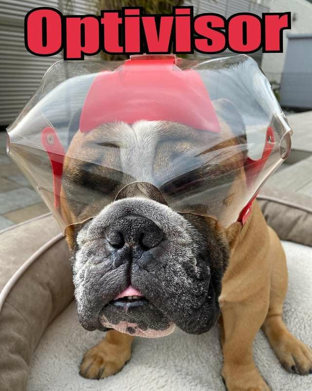 犬用エリザベスカラー オプティバイザー ショートノーズ 鼻ぺちゃ