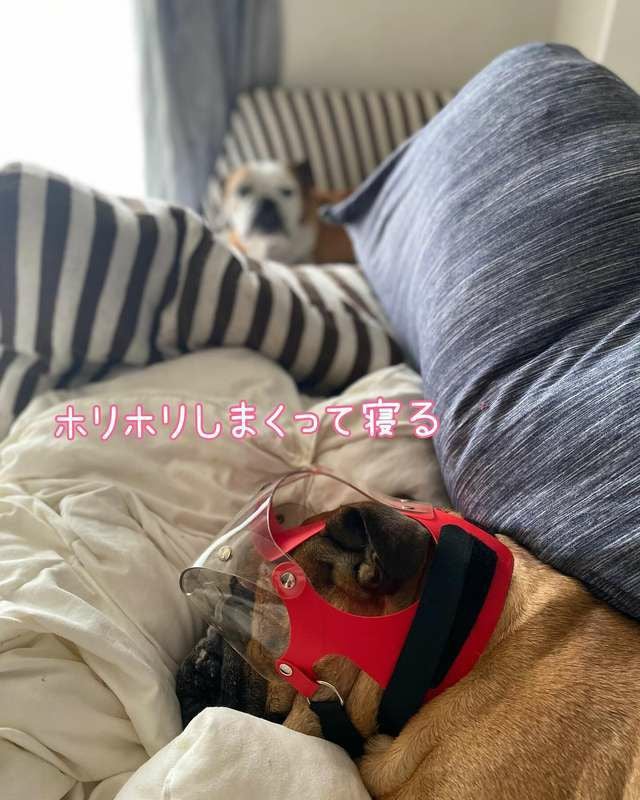 犬用エリザベスカラー オプティバイザー ショートノーズ 鼻ぺちゃ