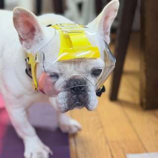 犬用エリザベスカラー・目の保護｜Optivisor ショートノーズ TOY