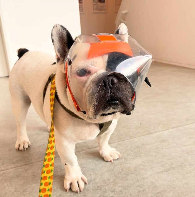 犬ページ2️⃣ 犬用エリザベスカラー・目の保護｜Optivisor ショートノーズ TOY
