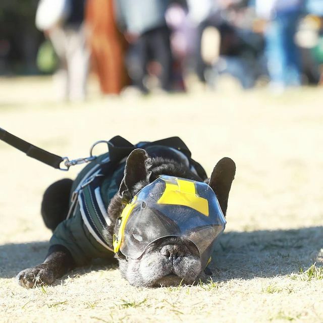 犬用エリザベスカラー オプティバイザー ショートノーズ 鼻ぺちゃ