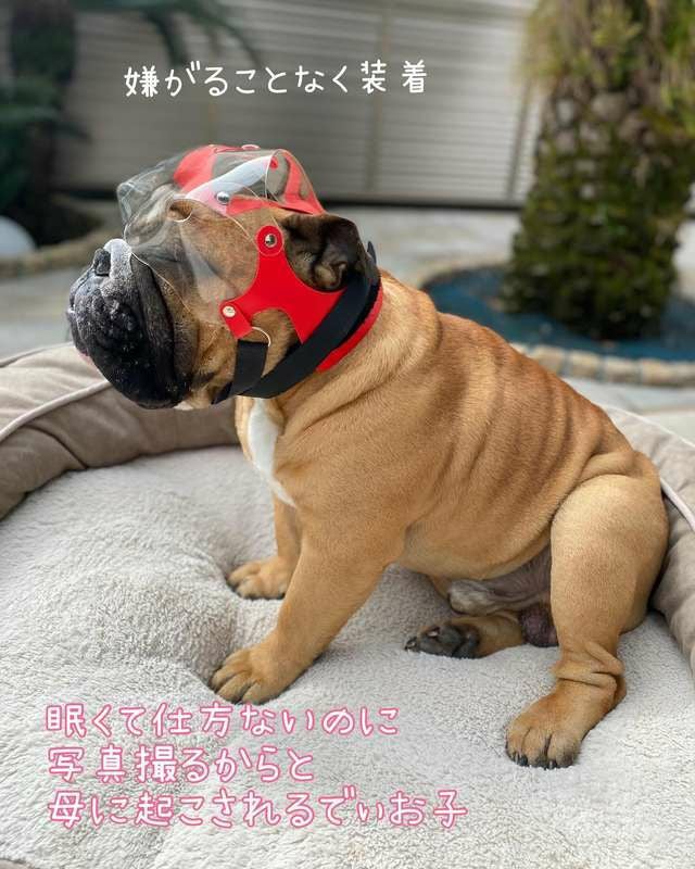 犬用エリザベスカラー オプティバイザー ショートノーズ 鼻ぺちゃ