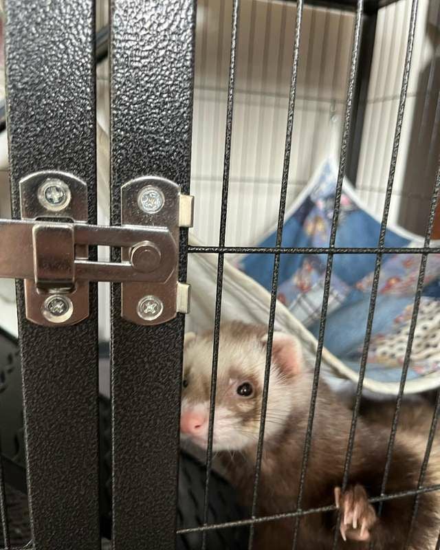 小動物用 ケージ プレビューペット PrevuePet フェイスティフェレット