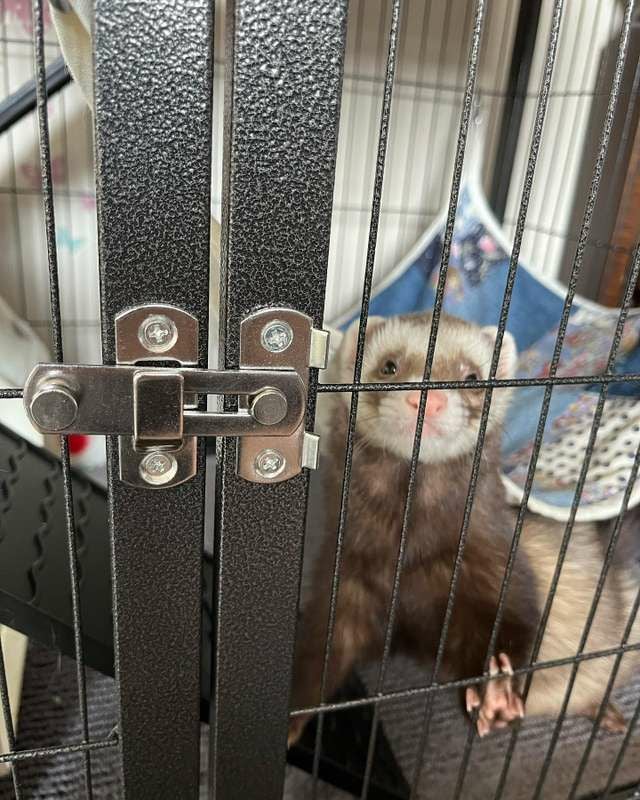 小動物用 ケージ プレビューペット PrevuePet フェイスティフェレット 小動物用 ケージ プレビューペット PrevuePet フェイスティフェレット