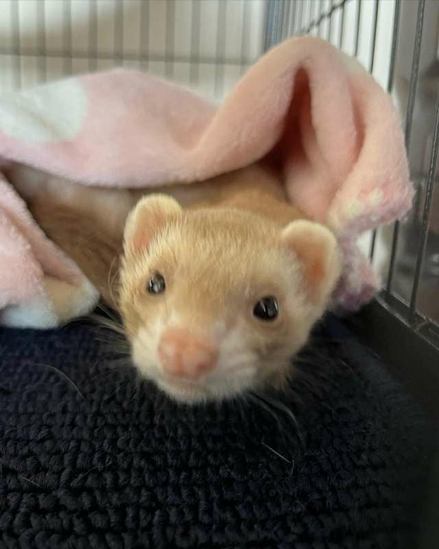 希少　フェレット　ネイション　ケージ　ferret nation 輸入 小動物用 ケージ プレビューペット PrevuePet フェイスティフェレット