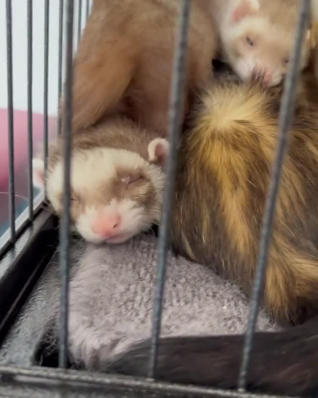 希少　フェレット　ネイション　ケージ　ferret nation 輸入 小動物用 ケージ プレビューペット PrevuePet フェイスティフェレット