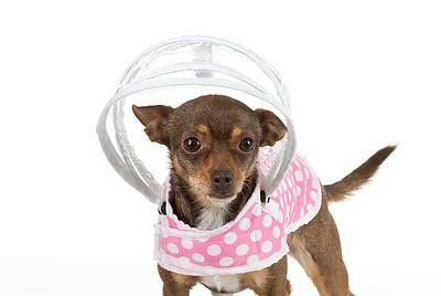 犬用 レインコート PushPushi ドッグレインコート ピンクポルカドット