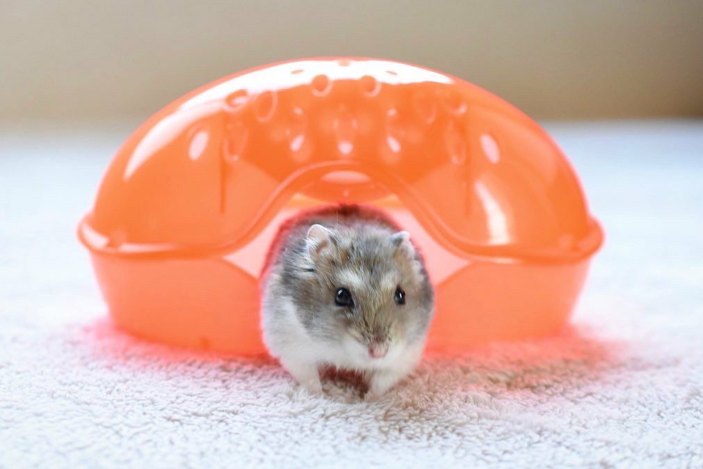 小動物用 ハウス イタリアIMAC ハムスターハウス ハット｜IMAC通販