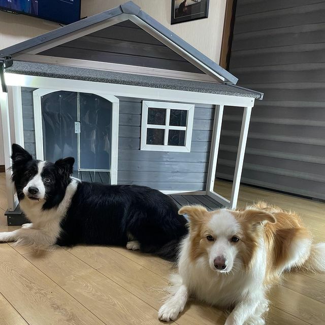 犬用 犬小屋 ニューホームタウンドッグハウス with テラスL ALLWAN