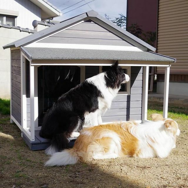 犬用 犬小屋 ニューホームタウンドッグハウス with テラスL ALLWAN