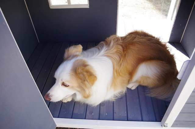 犬用 犬小屋 ニューホームタウンドッグハウス with テラスL ALLWAN 