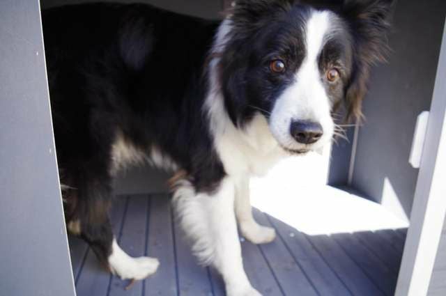 犬用 犬小屋 ニューホームタウンドッグハウス with テラスL ALLWAN 