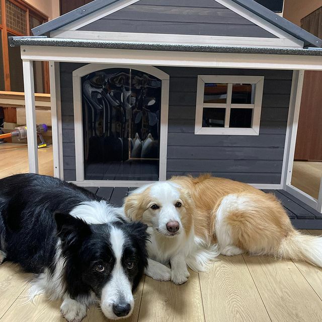 犬小屋屋外 犬小屋 幅97x奥行き126x高さ113cm 屋外用 小型犬 大型犬 プラスチック