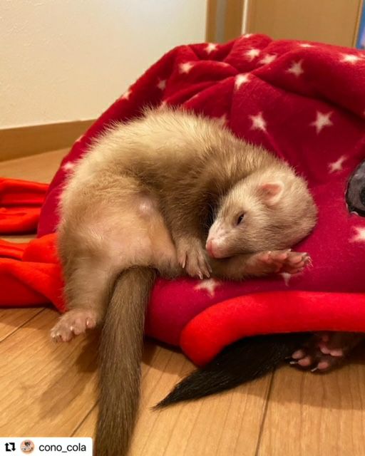 小動物用 おもちゃ MarshalPet マーシャルペット ベッド オクトプレイ