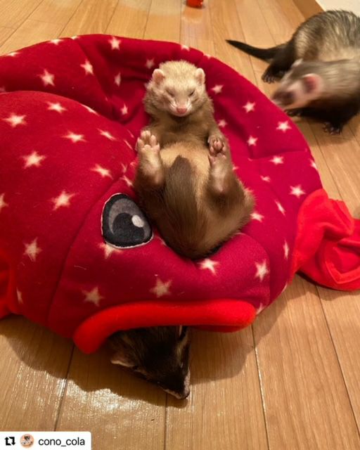 小動物用 おもちゃ MarshalPet マーシャルペット ベッド オクトプレイ