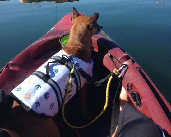 犬用 ライフジャケット FIDO ドギーライフジャケット レッドライフ