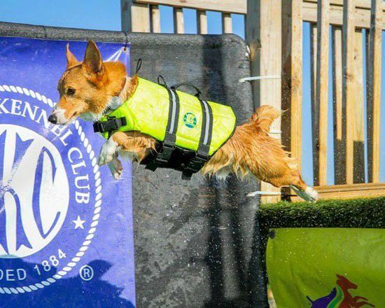 大型犬用 プール｜犬用ライフジャケット FIDO ドギーライフジャケット