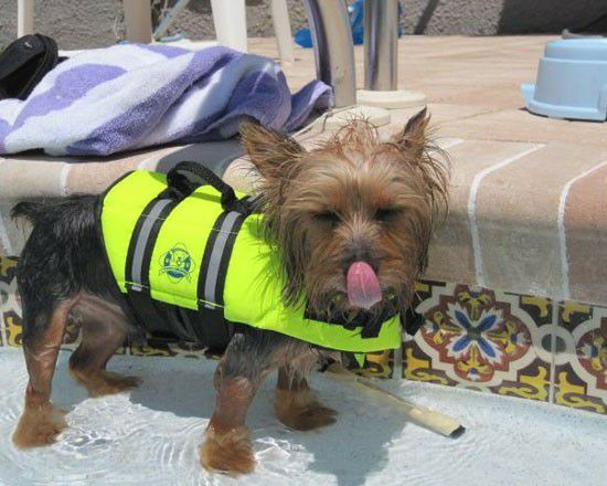 大型犬用 プール｜犬用ライフジャケット FIDO ドギーライフジャケット