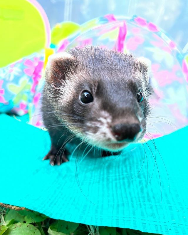 小動物用 おもちゃ MarshalPet マーシャルペット トンネル コネクト