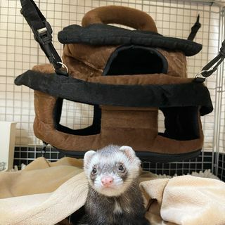 小動物用 おもちゃ MarshalPet マーシャルペット フェレットハンモック
