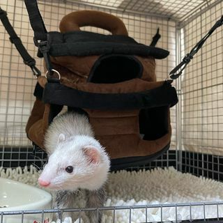 小動物用 おもちゃ MarshalPet マーシャルペット フェレットハンモック