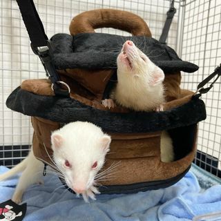 小動物用 おもちゃ MarshalPet マーシャルペット フェレットハンモック