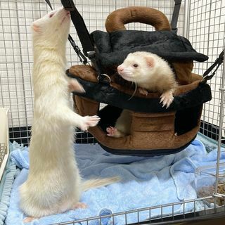 小動物用 おもちゃ MarshalPet マーシャルペット フェレットハンモック