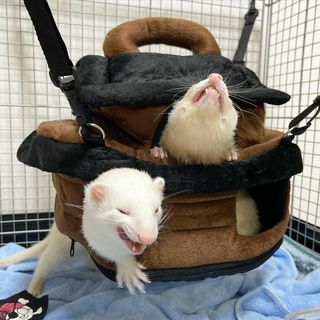 小動物用 おもちゃ MarshalPet マーシャルペット フェレットハンモック