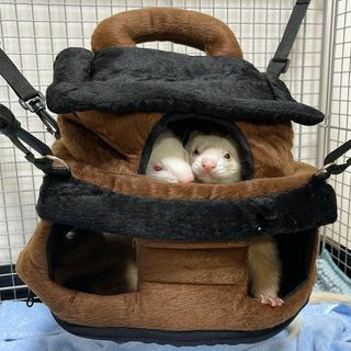 小動物用 おもちゃ MarshalPet マーシャルペット フェレットハンモック