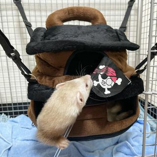 小動物用 おもちゃ MarshalPet マーシャルペット フェレットハンモック