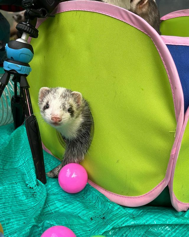 フェレット用サークル　マーシャル　スモールアニマル・プレイペン　8面　ペット用 小動物用 ケージ Marshal Pet マーシャルペット フェレットケージ