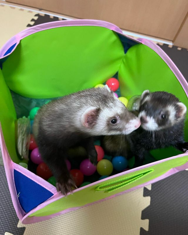 小動物用 おもちゃ MarshalPet マーシャルペット フェレットプレイ