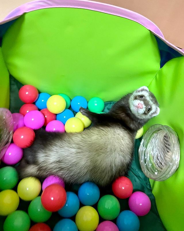 小動物用 おもちゃ MarshalPet マーシャルペット フェレットプレイ