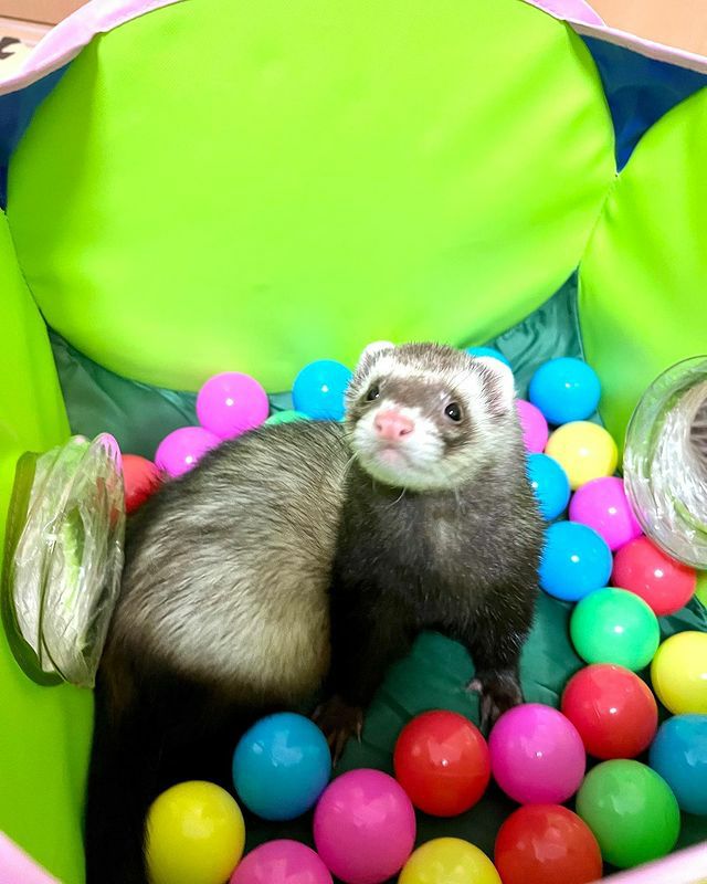 小動物用 おもちゃ MarshalPet マーシャルペット フェレットプレイ